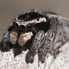 Maratus proszynskii at Booth, ACT - 13 Oct 2024 10:00 AM