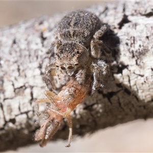 Maratus proszynskii at Booth, ACT - 13 Oct 2024