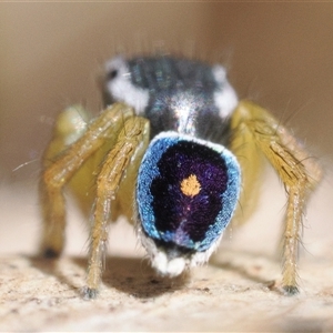 Maratus hesperus at Rendezvous Creek, ACT - 13 Oct 2024