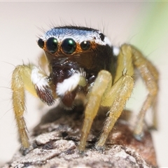 Maratus hesperus at Rendezvous Creek, ACT - 13 Oct 2024