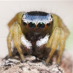 Maratus hesperus at Rendezvous Creek, ACT - 13 Oct 2024