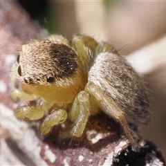 Maratus hesperus at Rendezvous Creek, ACT - 13 Oct 2024