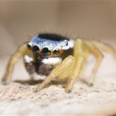 Maratus hesperus at Rendezvous Creek, ACT - 13 Oct 2024