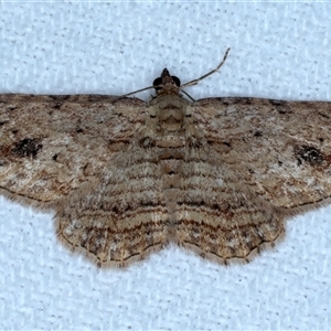 Xanthorhoe anaspila (Dark-patch Carpet) at Bulli, NSW by jb2602