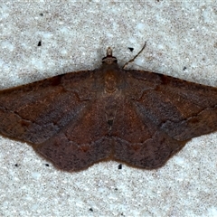 Urostola magica (A Geometer moth (Ennominae)) at Bulli, NSW - 6 Oct 2024 by jb2602