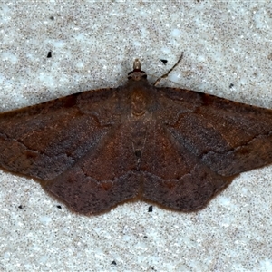 Urostola magica (A Geometer moth (Ennominae)) at Bulli, NSW by jb2602