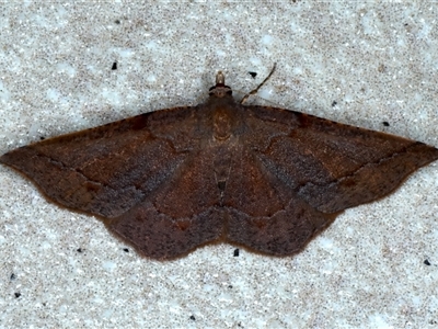 Urostola magica (A Geometer moth (Ennominae)) at Bulli, NSW - 6 Oct 2024 by jb2602