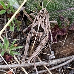 Perunga ochracea (Perunga grasshopper, Cross-dressing Grasshopper) at Whitlam, ACT - 14 Oct 2024 by SteveBorkowskis