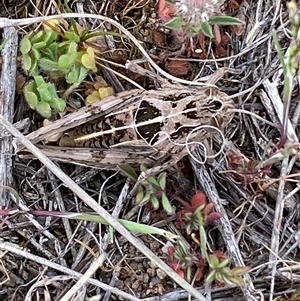 Perunga ochracea at Whitlam, ACT - 14 Oct 2024 12:19 PM