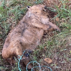 Vombatus ursinus (Common wombat, Bare-nosed Wombat) at Molonglo, ACT - 14 Oct 2024 by SteveBorkowskis