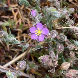 Spergularia rubra at Strathnairn, ACT - 14 Oct 2024 01:23 PM