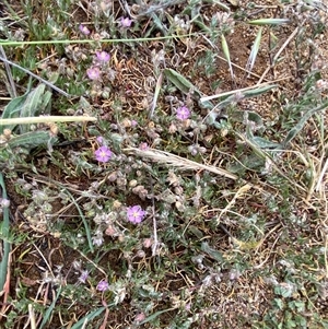 Spergularia rubra at Strathnairn, ACT - 14 Oct 2024