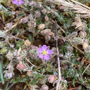 Spergularia rubra at Strathnairn, ACT - 14 Oct 2024