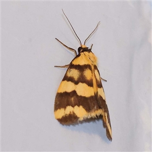 Thallarcha partita at Turner, ACT - 11 Oct 2024 09:11 PM