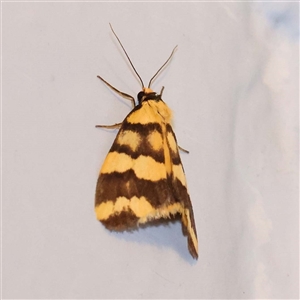 Thallarcha partita at Turner, ACT - 11 Oct 2024 09:11 PM