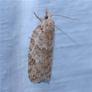 Isotenes miserana at Turner, ACT - 11 Oct 2024 09:12 PM