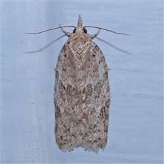 Isotenes miserana at Turner, ACT - 11 Oct 2024 09:12 PM