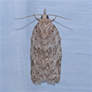 Isotenes miserana at Turner, ACT - 11 Oct 2024 09:12 PM