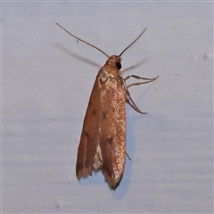 Tachystola acroxantha (A Concealer moth) at Turner, ACT - 12 Oct 2024 by ConBoekel