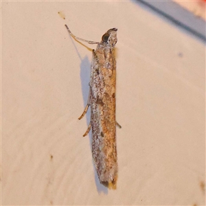 Homoeosoma vagella at Turner, ACT - 12 Oct 2024 08:46 PM