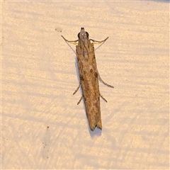 Homoeosoma vagella at Turner, ACT - 12 Oct 2024 08:46 PM