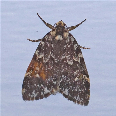 Halone coryphoea (Eastern Halone moth) at Turner, ACT - 13 Oct 2024 by ConBoekel