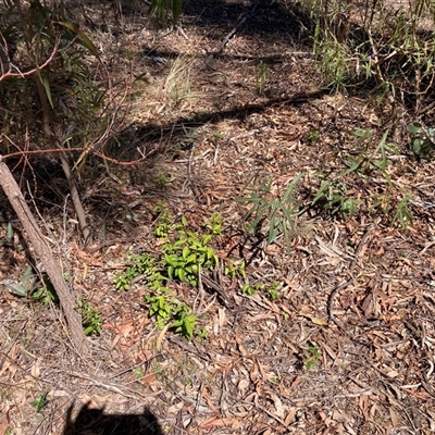 Ligustrum lucidum (Large-leaved Privet) at Hackett, ACT - 13 Oct 2024 by waltraud