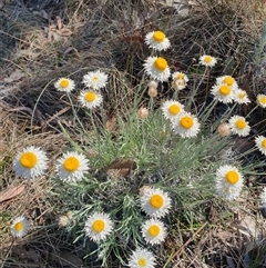 Leucochrysum albicans subsp. tricolor (Hoary Sunray) at Watson, ACT - 28 Sep 2024 by AlexJ