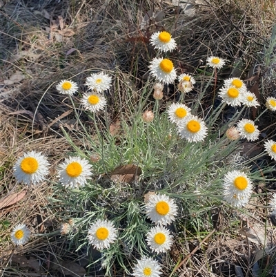 Leucochrysum albicans subsp. tricolor (Hoary Sunray) at Watson, ACT - 28 Sep 2024 by AlexJ