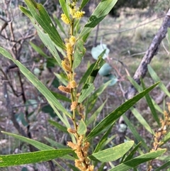 Acacia longifolia subsp. longifolia (sallow or Sydney golden wattle) at Hackett, ACT - 13 Oct 2024 by waltraud