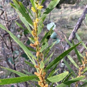 Acacia longifolia subsp. longifolia at Hackett, ACT - 13 Oct 2024