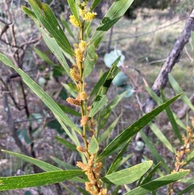 Acacia longifolia subsp. longifolia (sallow or Sydney golden wattle) at Hackett, ACT - 13 Oct 2024 by waltraud