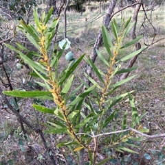 Acacia longifolia subsp. longifolia at Hackett, ACT - 13 Oct 2024