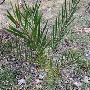 Acacia floribunda at Hackett, ACT - 13 Oct 2024