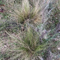 Nassella trichotoma at Hackett, ACT - 13 Oct 2024