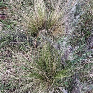 Nassella trichotoma at Hackett, ACT - 13 Oct 2024