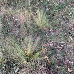 Nassella trichotoma (Serrated Tussock) at Hackett, ACT - 13 Oct 2024 by waltraud