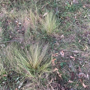 Nassella trichotoma at Hackett, ACT - 13 Oct 2024