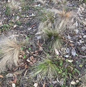 Nassella trichotoma at Hackett, ACT - 13 Oct 2024