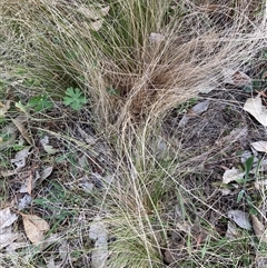 Nassella trichotoma at Hackett, ACT - 13 Oct 2024