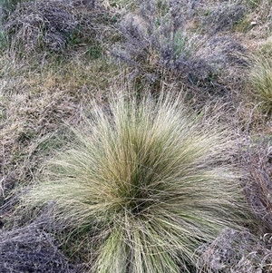 Nassella trichotoma at Hackett, ACT - 13 Oct 2024