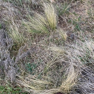 Nassella trichotoma at Hackett, ACT - 13 Oct 2024