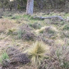 Nassella trichotoma at Hackett, ACT - 13 Oct 2024