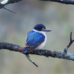 Todiramphus macleayii (Forest Kingfisher) at Kambah, ACT - 14 Oct 2024 by BenW