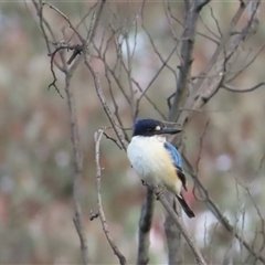 Todiramphus macleayii at Kambah, ACT - 14 Oct 2024 05:51 PM