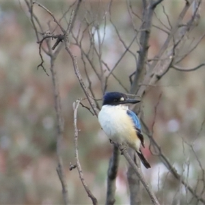 Todiramphus macleayii at Kambah, ACT - 14 Oct 2024 05:51 PM