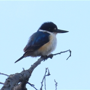 Todiramphus macleayii at Kambah, ACT - 14 Oct 2024