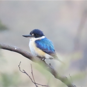 Todiramphus macleayii at Kambah, ACT - 14 Oct 2024 05:51 PM