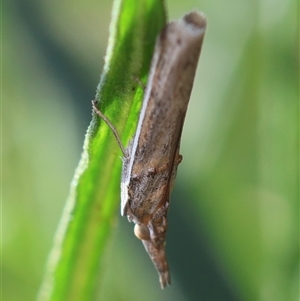 Etiella behrii at Hughes, ACT - 11 Oct 2024 02:42 PM