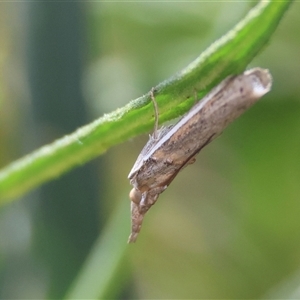 Etiella behrii at Hughes, ACT - 11 Oct 2024 02:42 PM